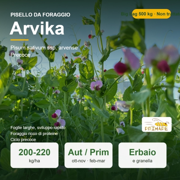 Semi di Pisello da Foraggio Arvika – 500 kg Big Bag – Erbaio e ...