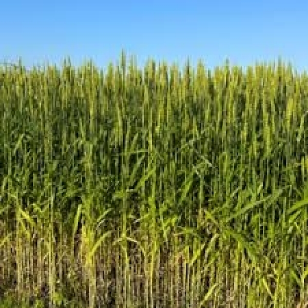 SEMI DI FRUMENTO KWS FERRUM 2^RIP TRATTATO BIG BAG 600 KG