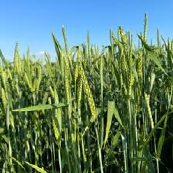 SEMI DI FRUMENTO KWS SCIROCCO 2^RIP TRATTATO 25 KG