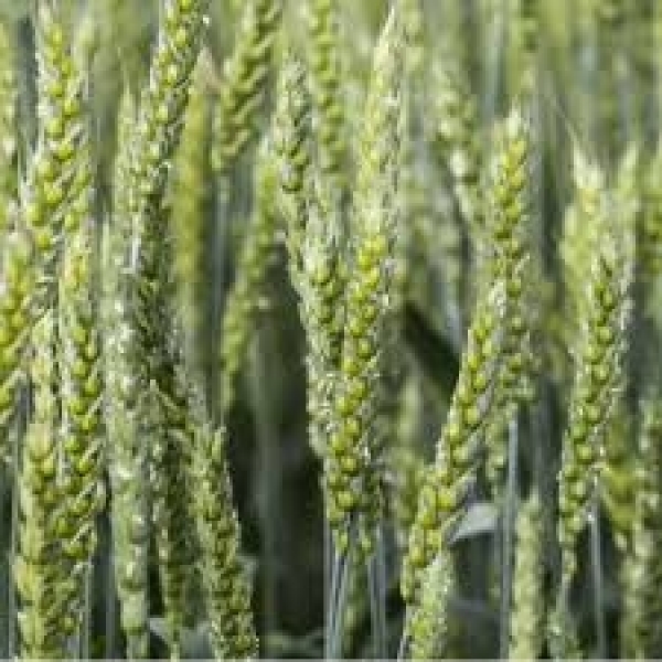 SEMI DI FRUMENTO KWS SCIROCCO TRATTATO BIG BAG 600 KG