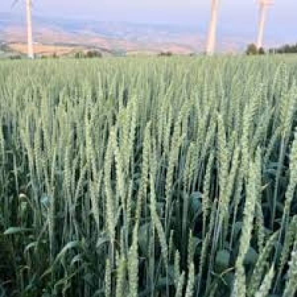 SEMI DI FRUMENTO KWS STARLIGHT 2^RIP TRATTATO KG.25