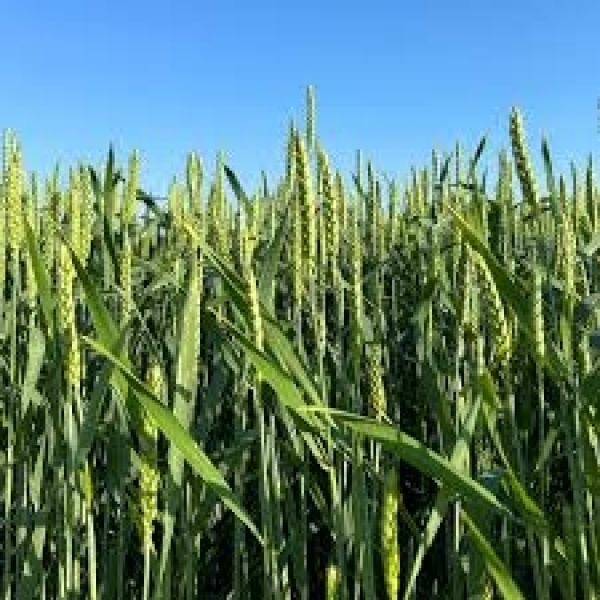 SEMI DI FRUMENTO KWS CARUSUM TRATTATO BIG BAG 600 KG