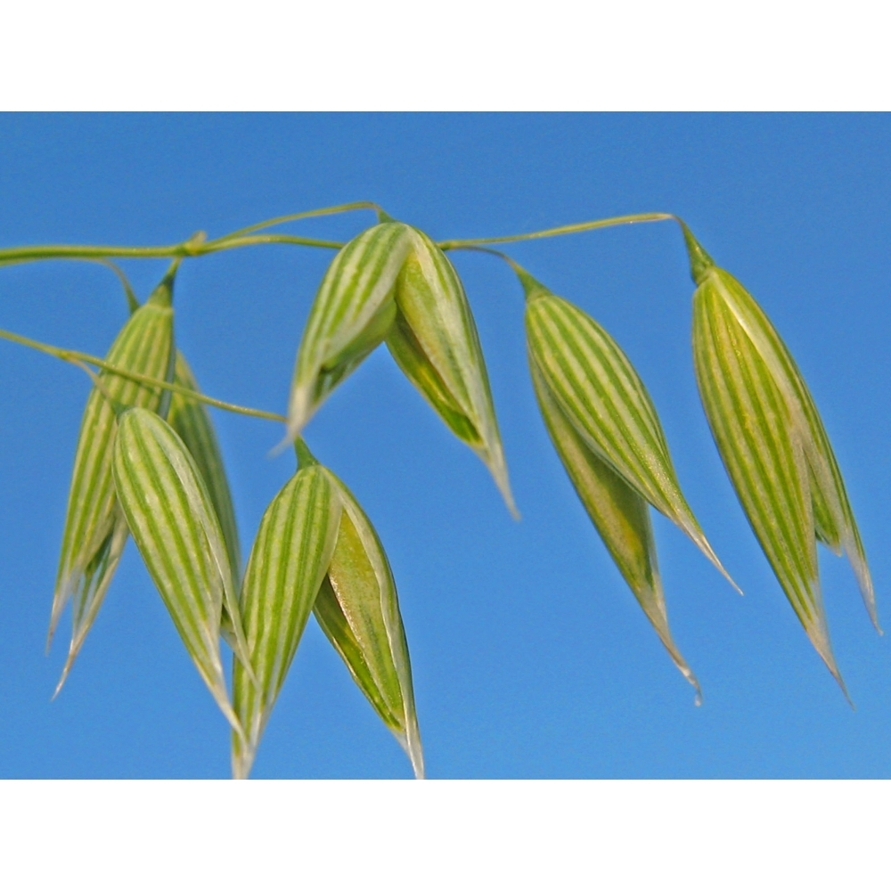 Avena Bionda Berdysz 25 kg Non Trattata - Alta Qualità