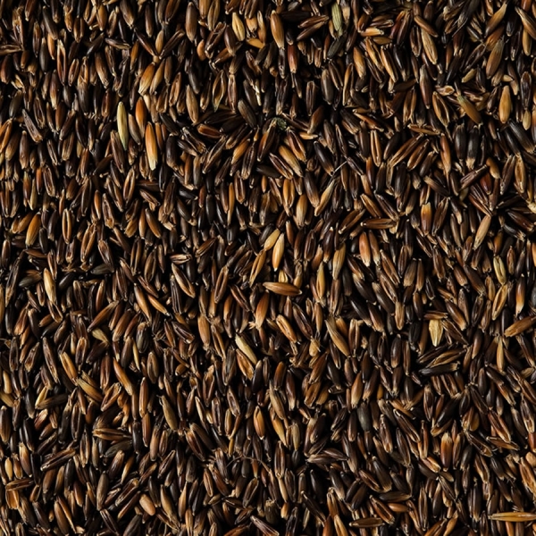 SEMI DI AVENA NERA GNIADY 2^ RIP 25 KG NON TRATTATA