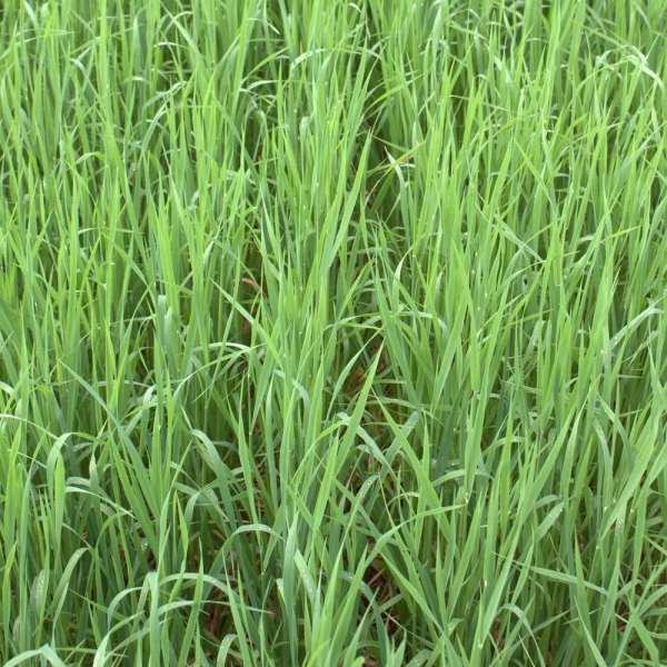 SEMI DI AVENA STRIGOSA IAPAR 61 1^RIP 25 KG NON TRATTATA