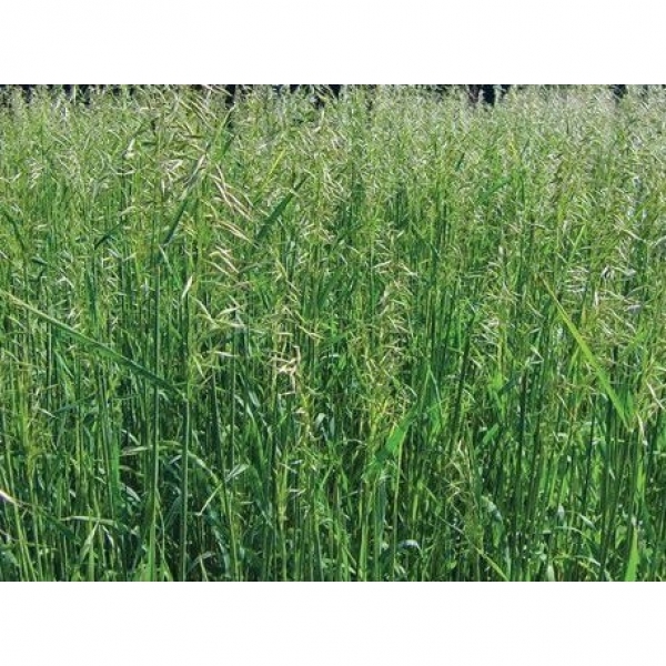 SEMI DI AVENA STRIGOSA CADENCE 2^RIP 25 KG NON TRATTATA