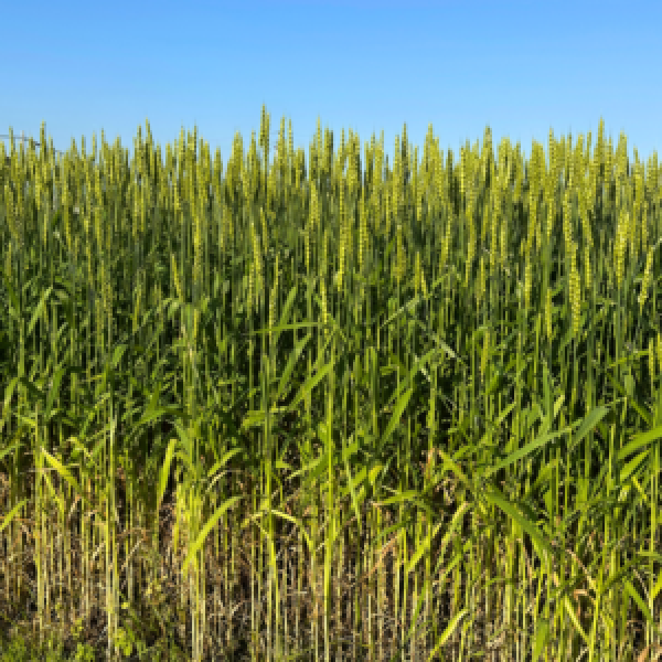 SEMI DI FRUMENTO AUGUSTUS 2^ RIP 600 KG BIG BAG TRATTATO