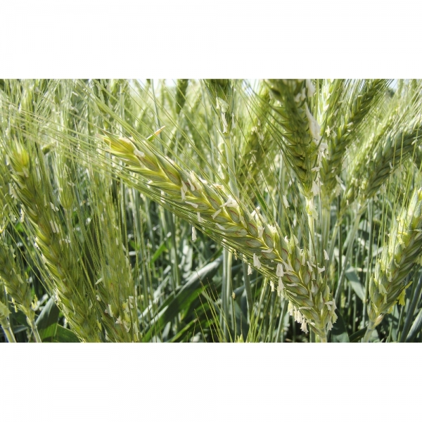 SEMI DI TRITICALE FROOME 2^ RIP 25 KG TRATTATO