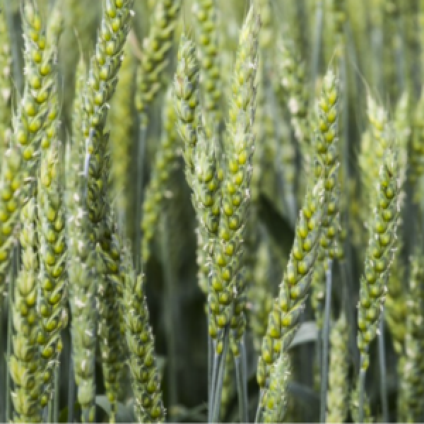 SEMI DI FRUMENTO ITAKA TRATTATO KG.600