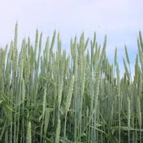 SEMI DI FRUMENTO LISKAMM 2^ RIP 600 KG TRATTATO