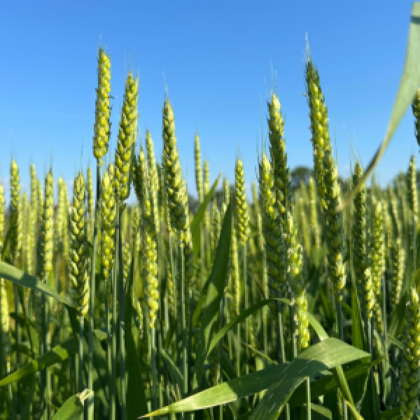 SEMI DI FRUMENTO LISKAMM 30 KG NON TRATTATO