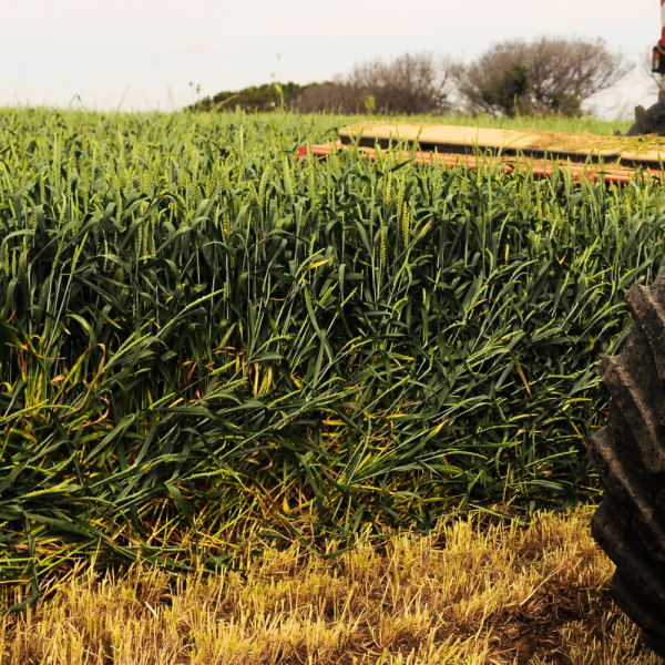 SEMI DI FRUMENTO EDIKT 1^ RIP 30 KG TRATTATO