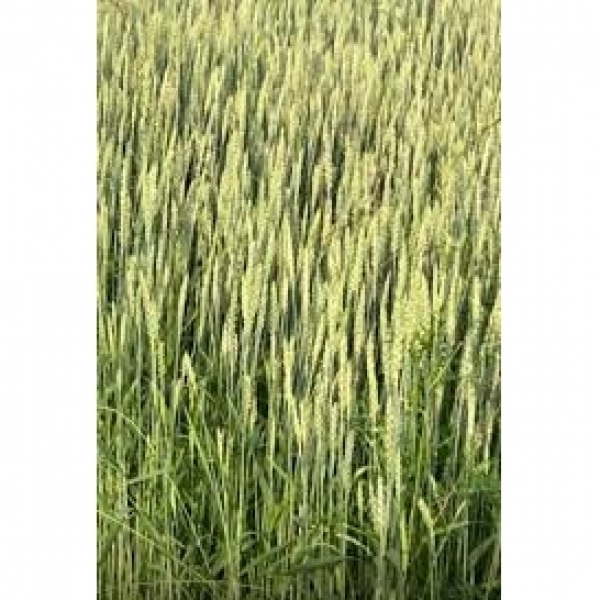 SEMI DI FRUMENTO EDIKT 1^ RIP 30 KG NON TRATTATO