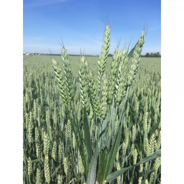 SEMI DI FRUMENTO EDIKT 2^ RIP 600 KG TRATTATO