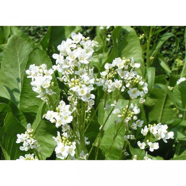 SEMI DI RAFANO NEMATOCIDA VARIETÀ LUCAS - 25KG - NON TRATTATO