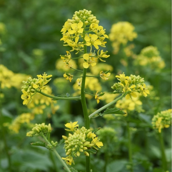 SEMI DI SENAPE BIANCA VARIETÀ MARYNA 25KG - NON TRATTATO
