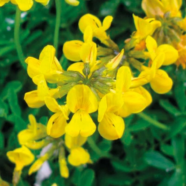 SEMI DI GINESTRINO VARIETÀ NORTON - NON TRATTATO - 25KG