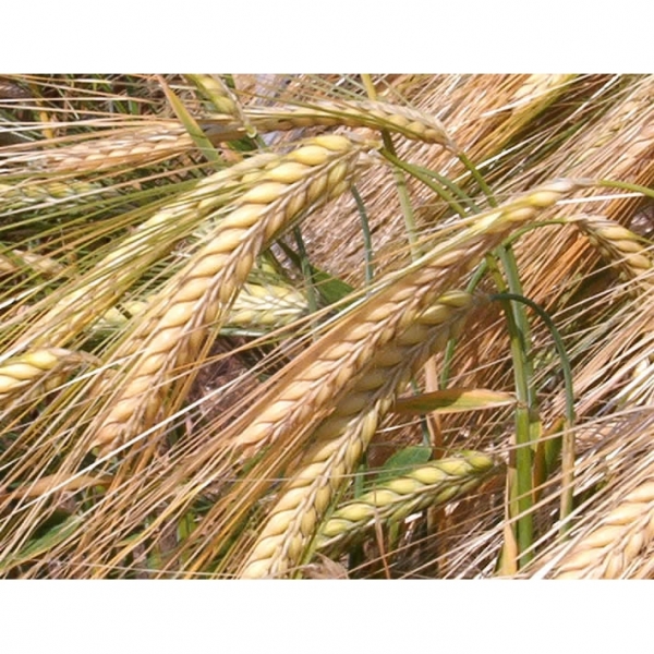 SEMI DI ORZO DISTICO VARIETÀ TEA Trattato RUBIN PLUS (C4) - 500KG