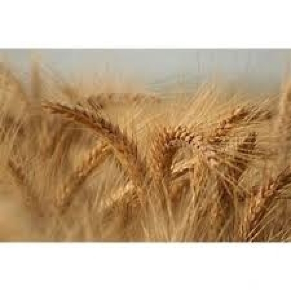 SEMI DI TRITICALE CONVENZIONALE 25 kg- VARIETA' BIKINI - TRATTATO