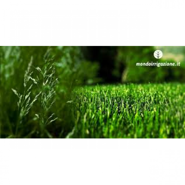 SEMI PER TAPPETO ERBOSO FESTUCA ARUNDINACEA - GRANDE II 20 KG