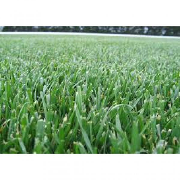 SEMI PER TAPPETO ERBOSO FESTUCA ARUNDINACEA -22,70 KG - DYNAMITE G-...