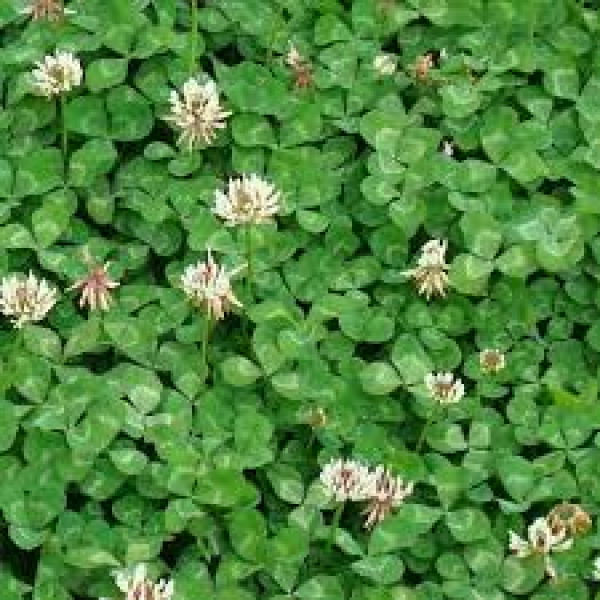 SEMI PER TAPPETO ERBOSO SPECIALITA' MICROTERME - TRIFOGLIO REPENS N...