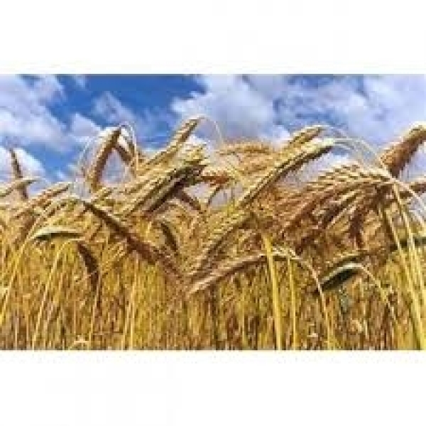 SEMI DI TRITICALE CONVENZIONALE VARIETÀ RUGLATT – TRATTATO – 25KG