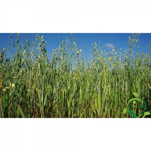 SEMI DI AVENA ROSSA PREVISION - 500KG NON TRATTATO