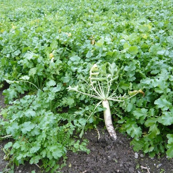 SEMI DI RAFANO STRUCTURATOR - TILLAGE RADISH 25 KG