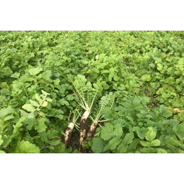 SEMI DI RAFANO RUFUS 25 KG