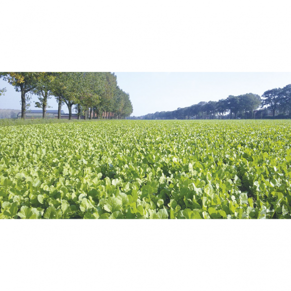 SEMI DI RAFANO MIRACLE 25 KG