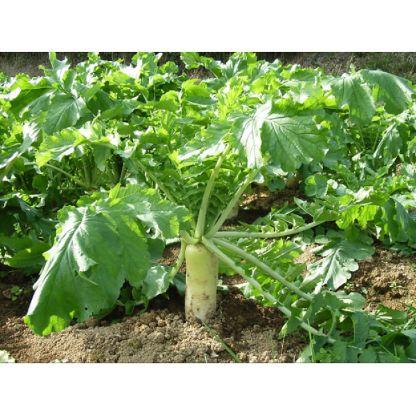 SEMI DI RAFANO ADIOS 20 KG