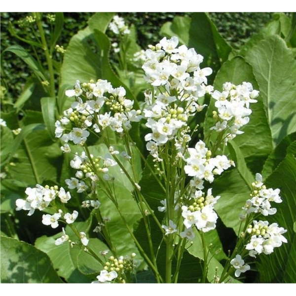 SEMI DI RAFANO ARENA 25 KG