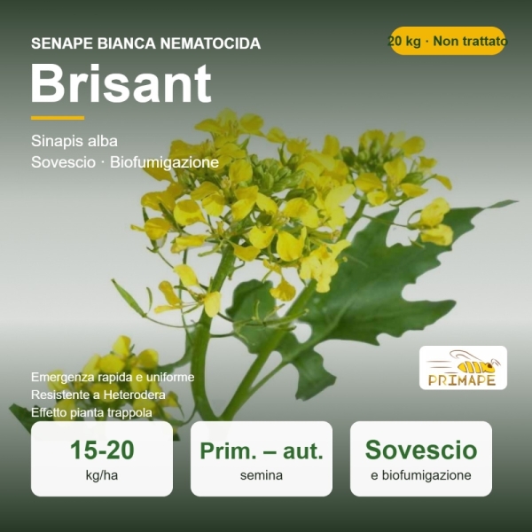 Semi di Senape Bianca Nematocida Brisant – 20 kg – Sovescio e B...