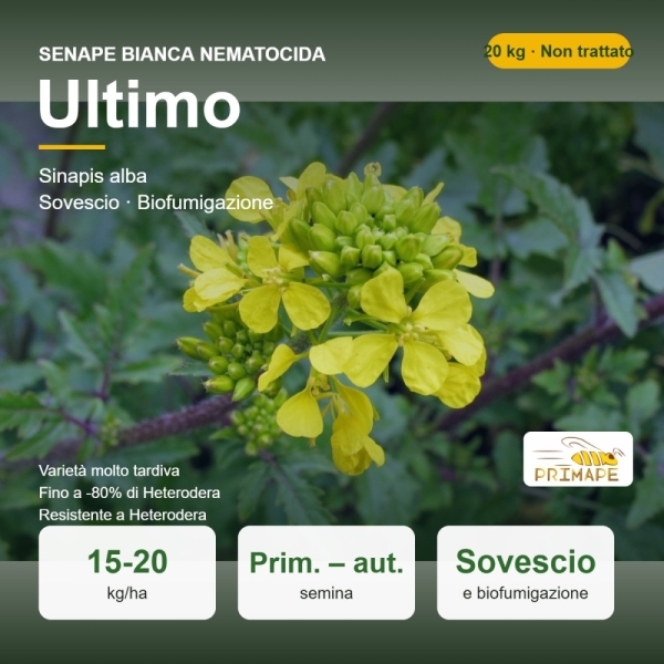 Senape Bianca Nematocida Ultimo – 20 kg – Non trattati – per ...