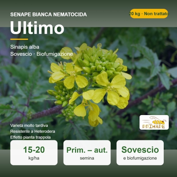 Semi di Senape Bianca Nematocida Ultimo – 20 kg – Sovescio e Bi...