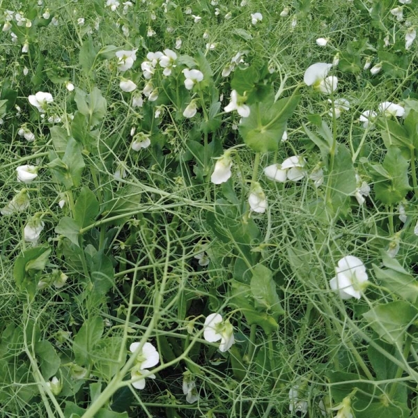 SEMI DI PISELLO PROTEICO TIP 30 KG NON TRATTATO