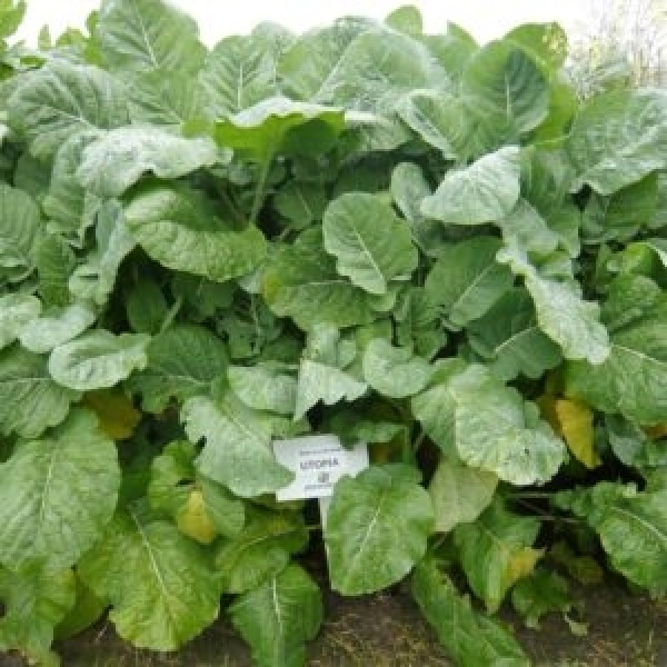 SEMI DI BRASSICA JUNCEA TERMINATOR 25 KG