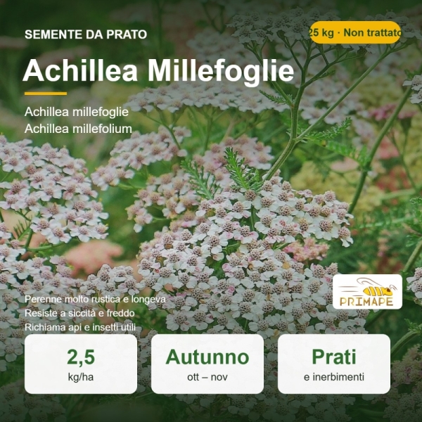 Semi di Achillea Millefoglie – 25 kg – Non trattati – Per Pra...