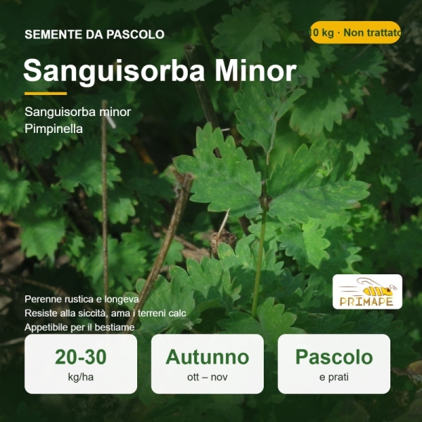 Semi di Sanguisorba Minor – 10 kg – Pascolo e Prati – Non tra...