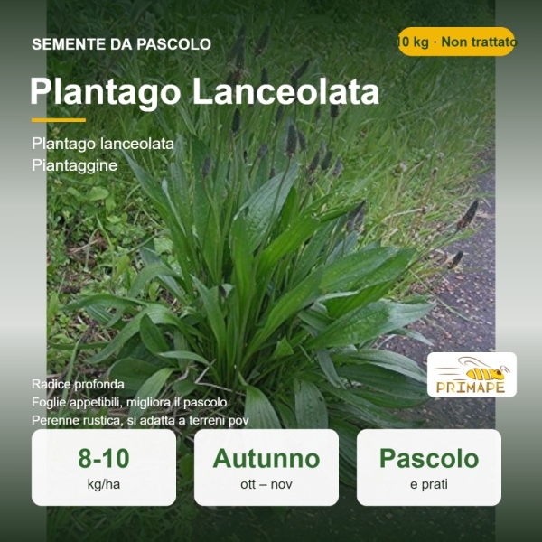 Semi di Plantago Lanceolata – 10 kg – Non trattati – per Pasc...