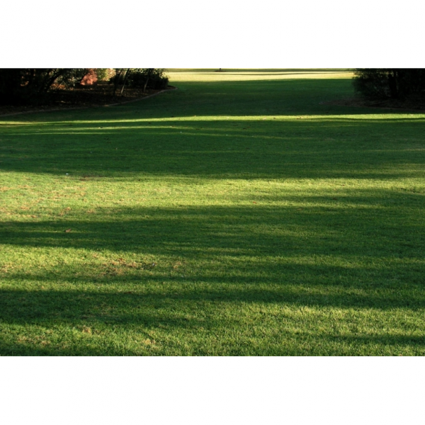 SEMI PER TAPPETO ERBOSO FESTUCA RUBRA