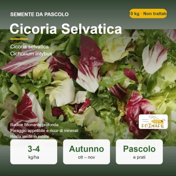 Semi di Cicoria Selvatica – 10 kg – Non trattati – per Pascol...