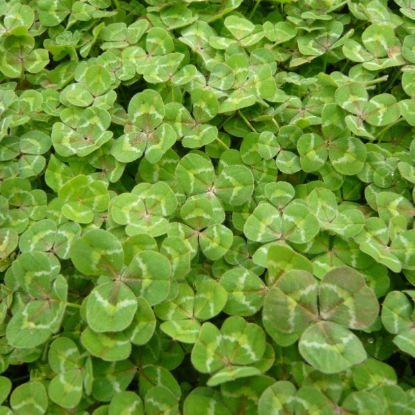 Trifoglio Sotterraneo Monti – 25 kg – Non trattati – Per Pasc...